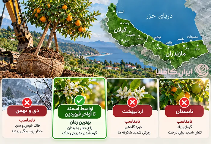 بهترین زمان جابجایی درخت پرتقال